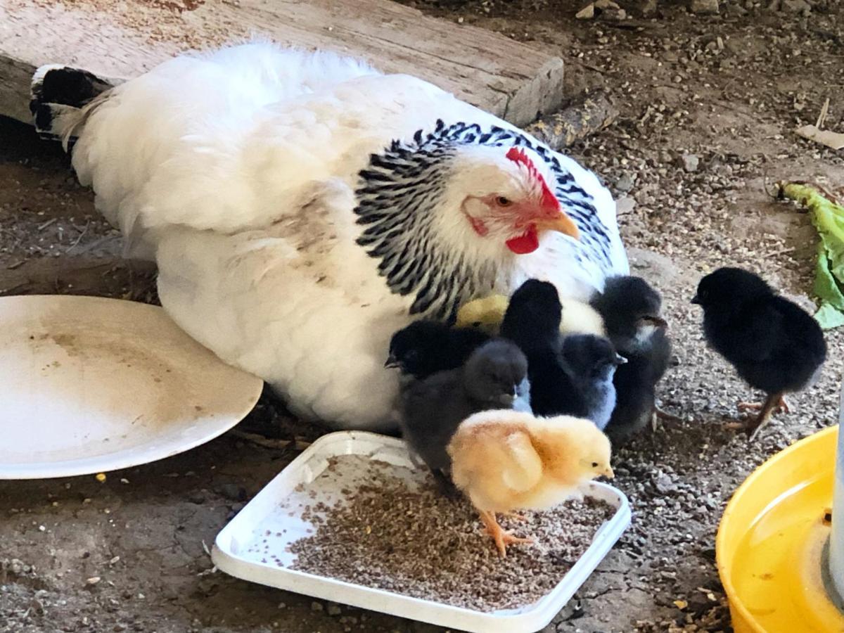 Gite A La Ferme De Verdurette كورد سور سيال المظهر الخارجي الصورة